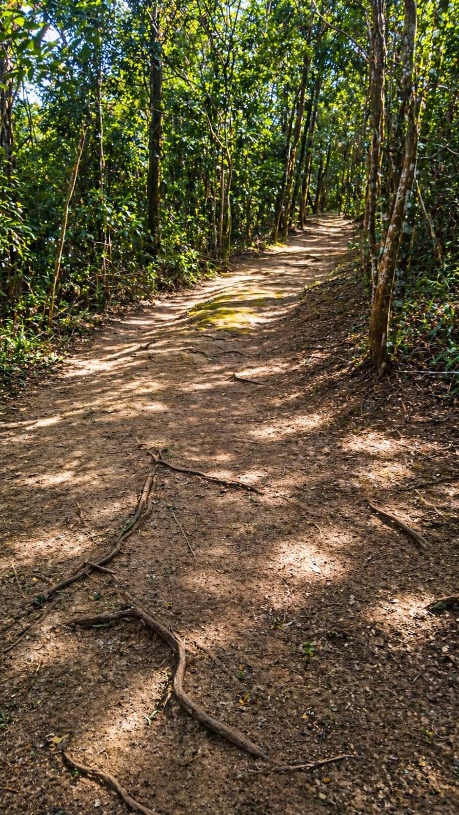 Trilha de terra ensolarada entre árvores nativas, com raízes expostas no caminho