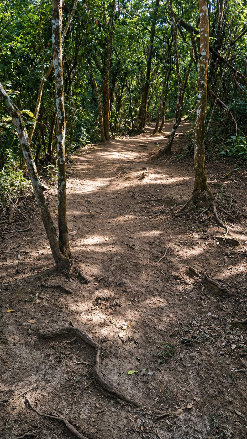 Trilha sombreada cercada por troncos finos e raízes
